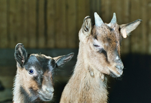 Ferme Pajon