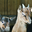 Ferme Pajon