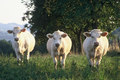 Ferme Neyton
