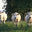 Ferme Neyton
