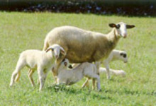 Ferme Tournesol