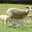 Ferme Tournesol