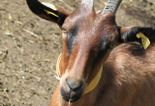 La ferme du Clot