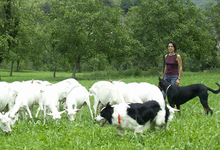 Ferme du Clos