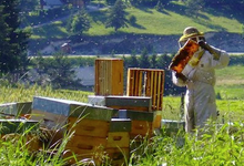 Franck Repellin, apiculteur