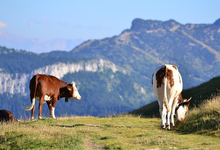 L'Affût Gourmand