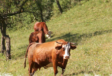 Ferme de Sainte-Luce