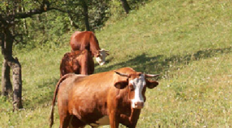 Viande de boeuf et veau