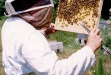 Les ruchers du Dauphiné