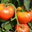 tomates