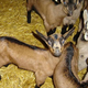 Ferme Saunier-Janot