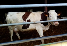 Ferme De La Combe Bernard