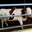Ferme De La Combe Bernard