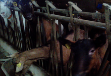 Ferme De La Combe Bernard