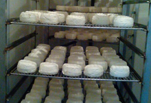 fromages de chèvre