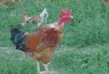 la ferme desvignes