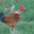 la ferme desvignes