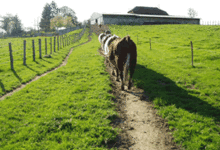 la ferme desvignes