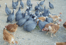 la ferme desvignes