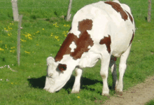 la ferme desvignes