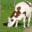 la ferme desvignes