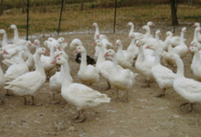 la ferme desvignes