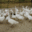 la ferme desvignes