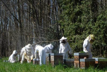 Gilles Roche, écrin de miel, apiculteur