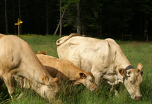 Ferme Rebuffet
