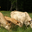 Ferme Rebuffet