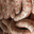 Saucisses