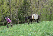 la ferme aux ânes
