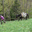 la ferme aux ânes