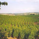 Domaine Burgaud