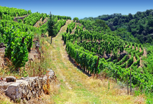 Domaine Faury