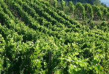 Domaine Faury