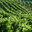 Domaine Faury