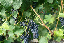Domaine Faury