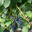 Domaine Faury