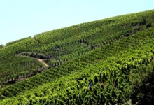 domaine Parpette