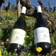 Chardonnay adrien Dacquin