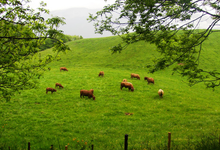 ferme de la gourmandière