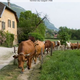 La Ferme Du Saget