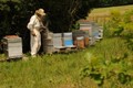 cyril bachet, apiculteur