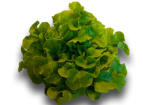 Laitue Feuille de chêne blonde bio