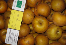 Pommes canada grise - Sachet de 2kg / Pommes BIO