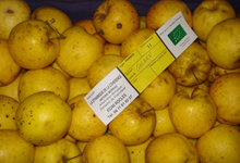 Pommes golden - sachet de 2kg / Pommes BIO