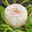 LE TRADITIONNEL SEC / vache sec