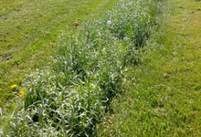 estragon frais en bouquet
