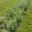 estragon frais en bouquet